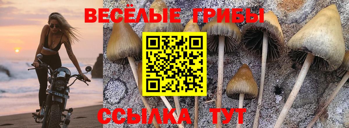 где купить наркотик  Галлюциногенные грибы Cubensis  Вход с VPN  Богданович 